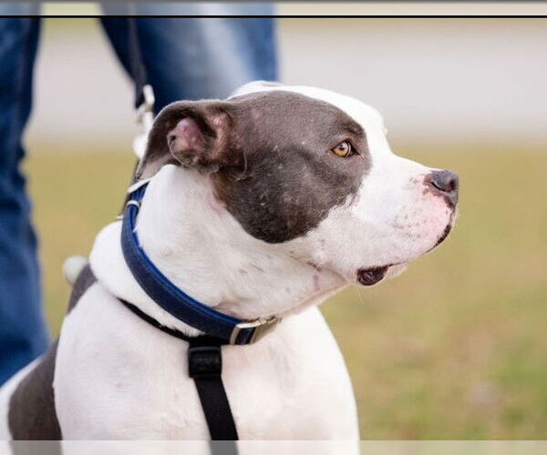 Medium Photo #12 Staffordshire Bull Terrier Puppy For Sale in Garner, NC, USA