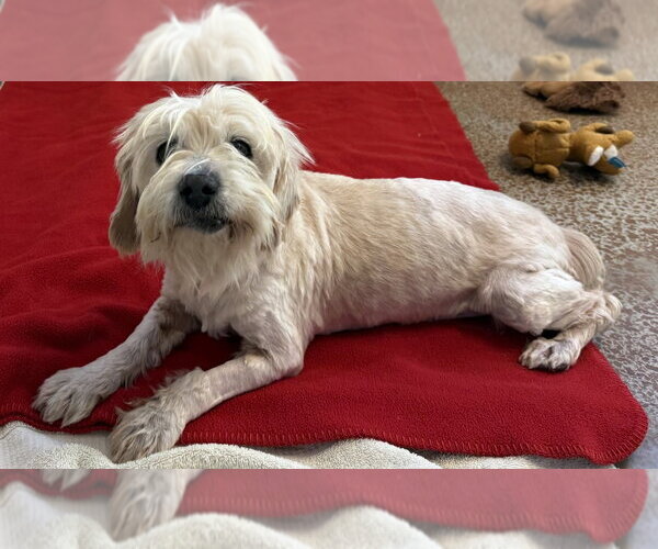 Medium Photo #3 Mutt Puppy For Sale in Salinas, CA, USA