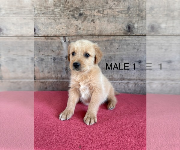 Medium Photo #11 Golden Retriever Puppy For Sale in VERMONTVILLE, MI, USA