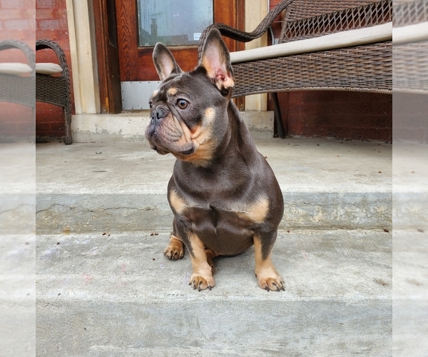 Full screen Photo #1 French Bulldog Puppy For Sale in BERWYN, IL, USA