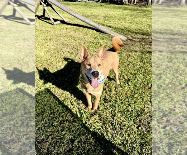 Medium Photo #4 Chow Chow-Unknown Mix Puppy For Sale in San Leon, TX, USA