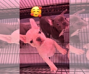 French Bulldog Puppy for sale in FAIRDALE, KY, USA