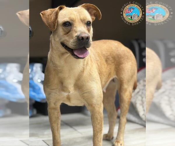 Medium Photo #2 Labrador Retriever-Unknown Mix Puppy For Sale in Mobile, AL, USA