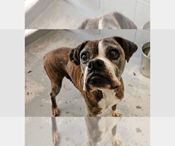 Medium Photo #4 Boxer Puppy For Sale in Austin, TX, USA