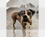 Small #3 Boxer
