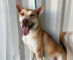 German Shepherd Dog-Huskies  Mix Dogs for adoption in Lathrop, CA, USA