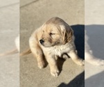 Small Photo #11 Golden Retriever Puppy For Sale in ADDISON, IL, USA