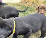 Small Photo #8 Labrador Retriever Puppy For Sale in MARYVILLE, TN, USA