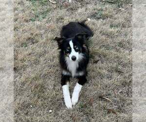 Father of the Miniature Australian Shepherd puppies born on 02/15/2026