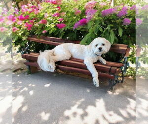 Maltese Dogs for adoption in Menifee, CA, USA