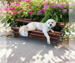 Small Maltese