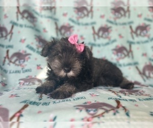Schnauzer (Miniature) Puppy for Sale in LAKELAND, Florida USA