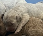 Puppy Nutmeg Goldendoodle