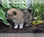Small #2 Pomeranian