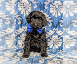 Cock-A-Poo Puppy for sale in KIRKWOOD, PA, USA
