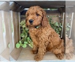Puppy 1 Doodle-Poodle (Toy) Mix