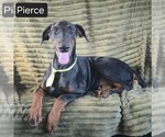 Small #2 Doberman Pinscher