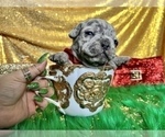 Small Photo #49 French Bulldog Puppy For Sale in HAYWARD, CA, USA