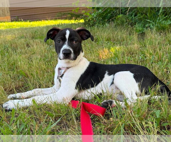 Medium Photo #6 Mutt Puppy For Sale in Candler, NC, USA