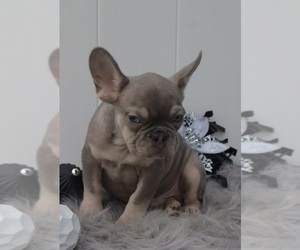 French Bulldog Puppy for sale in INDIANAPOLIS, IN, USA