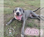 Small #24 Staffordshire Bull Terrier Mix