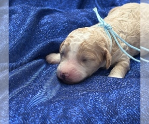 Goldendoodle (Miniature) Puppy for sale in SAINT MARYS, KS, USA