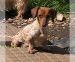 Small #2 Dachshund