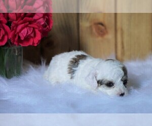 Poodle (Toy) Puppy for sale in FREDERICKSBG, OH, USA