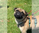 Small #1 Pug