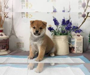 Shiba Inu Puppy for sale in NEW YORK, NY, USA