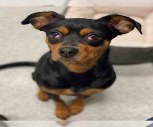 Miniature Pinscher-Unknown Mix Dogs for adoption in Alameda, CA, USA