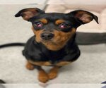 Small Photo #1 Miniature Pinscher-Unknown Mix Puppy For Sale in Alameda, CA, USA