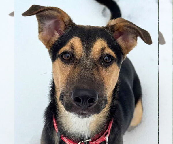 Medium Photo #11 Mutt Puppy For Sale in Canton, CT, USA