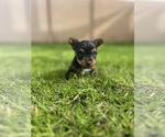 Small #1 Yorkshire Terrier