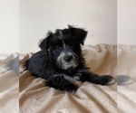 Small Photo #6 Snorkie Puppy For Sale in HAMPTON, VA, USA