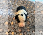 Puppy 4 Bernedoodle (Miniature) (+ Poodle Miniature)