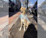 Small Photo #10 Labrador Retriever-Saluki Mix Puppy For Sale in Washington, DC, USA