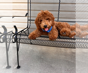 Goldendoodle (Miniature) Puppy for sale in OPELIKA, AL, USA