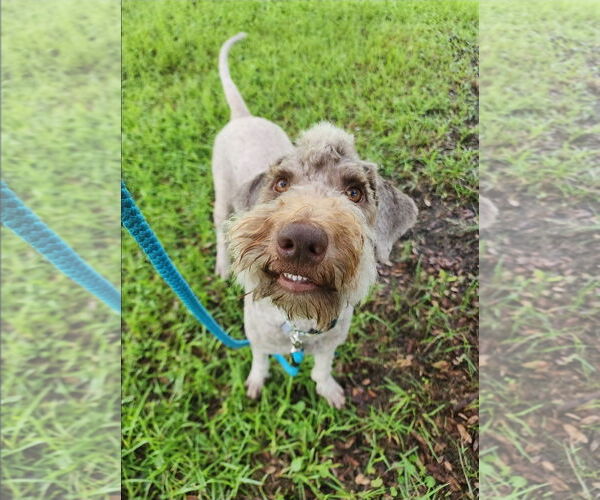 Medium Photo #2 Aussiedoodle Puppy For Sale in Gulfport, MI, USA