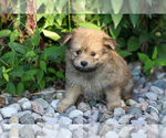 Puppy Vito Pom-A-Poo