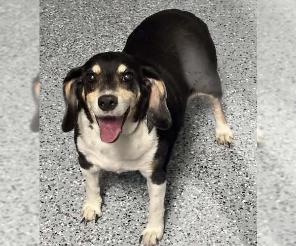 Medium Photo #3 Beagle Puppy For Sale in Holland, MI, USA