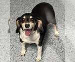 Small #2 Beagle