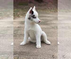 Kensi - Female Pomsky Dog for Adoption - Photo #5