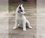 Small #15 Pomsky