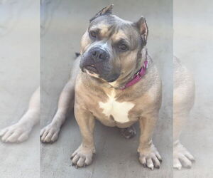 Medium American Bulldog Mix