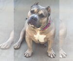 Small American Bulldog Mix