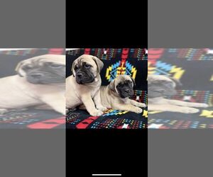 Bullmastiff Puppy for sale in RUSHVILLE, NE, USA