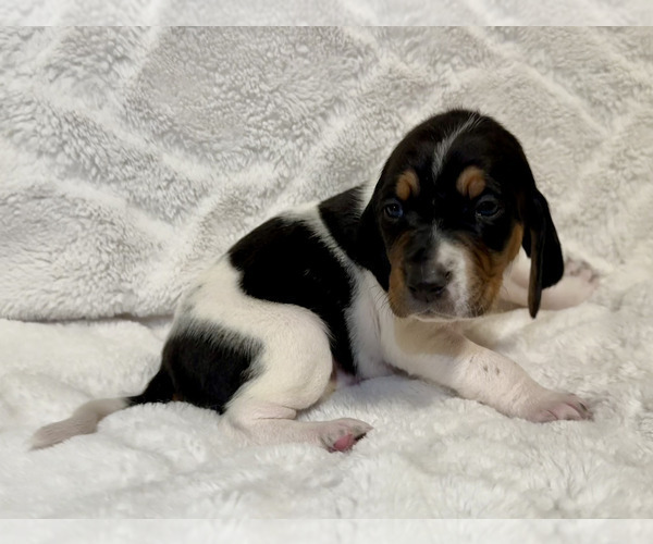 Medium Photo #5 Black and Tan Coonhound-Bluetick Coonhound Mix Puppy For Sale in OAK HILLS, CA, USA