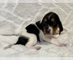 Small Photo #5 Black and Tan Coonhound-Bluetick Coonhound Mix Puppy For Sale in OAK HILLS, CA, USA