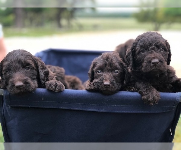 Medium Photo #2 Labradoodle Puppy For Sale in JARRELL, TX, USA